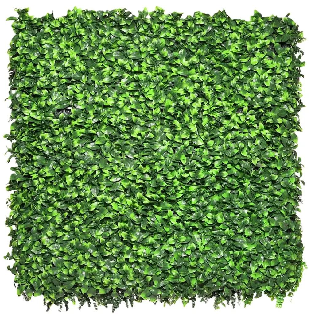 Ficus