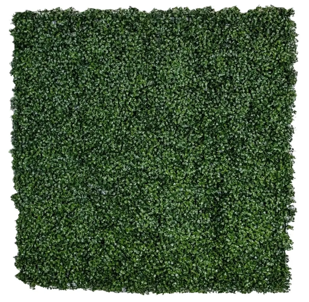 Boxwood