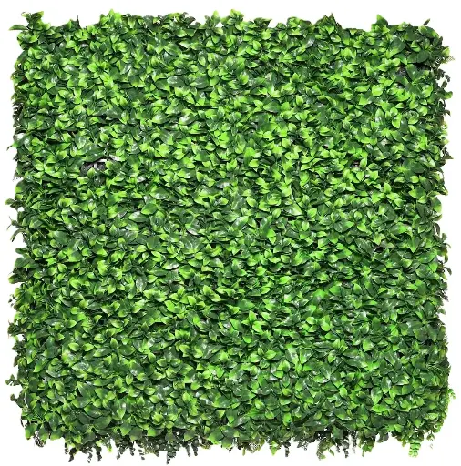 [IM010246] Ficus