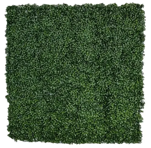 [IM010247] Boxwood